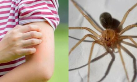 Alerta por mordedura de araña casera: un problema de salud pública que ha incrementado en Lima, San Martín y Arequipa