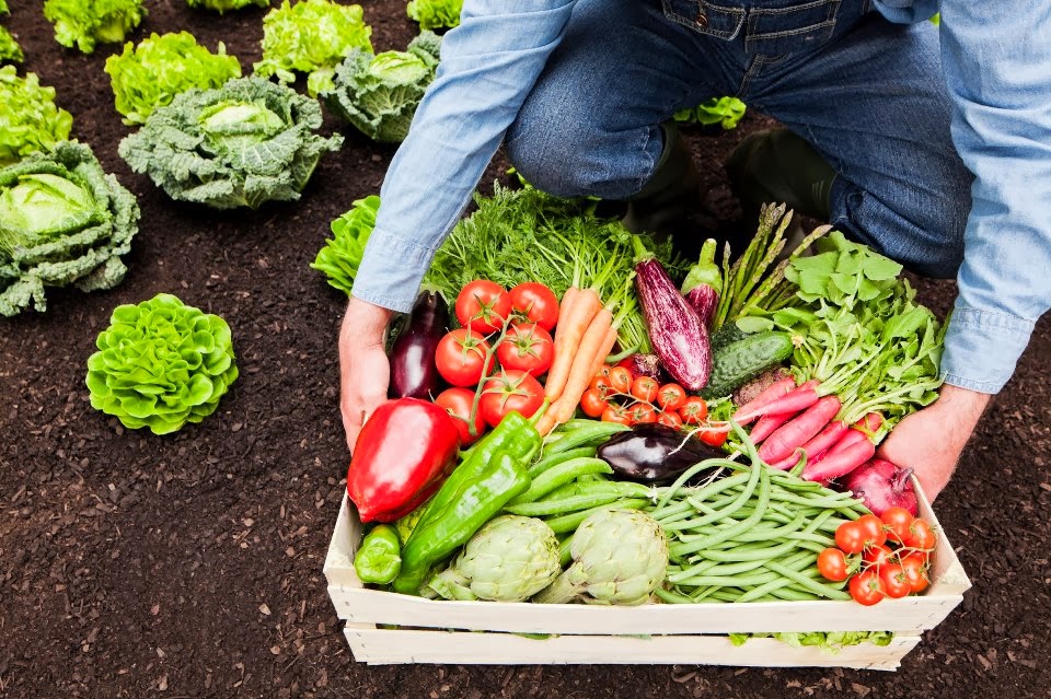 “Cambio climático es crítico para la producción de alimentos en República Dominicana”