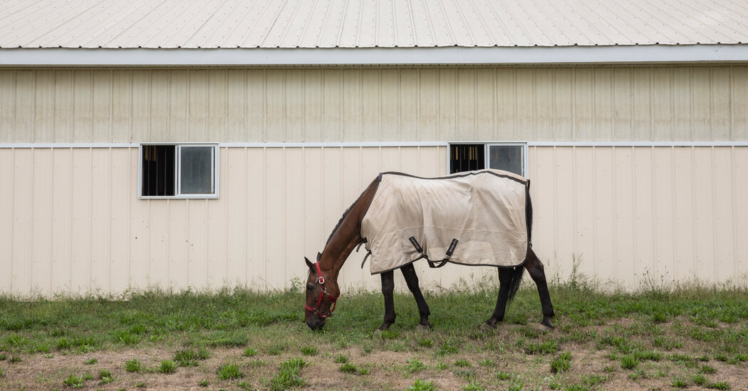Conductor de carruaje de Nueva York acusado de crueldad animal por el colapso de un caballo