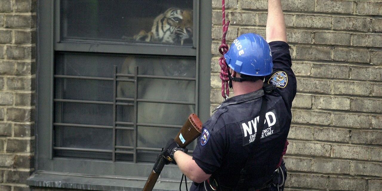 Detective de la policía de Nueva York relata el rescate del tigre escondido de Harlem