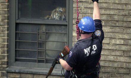 Detective de la policía de Nueva York relata el rescate del tigre escondido de Harlem