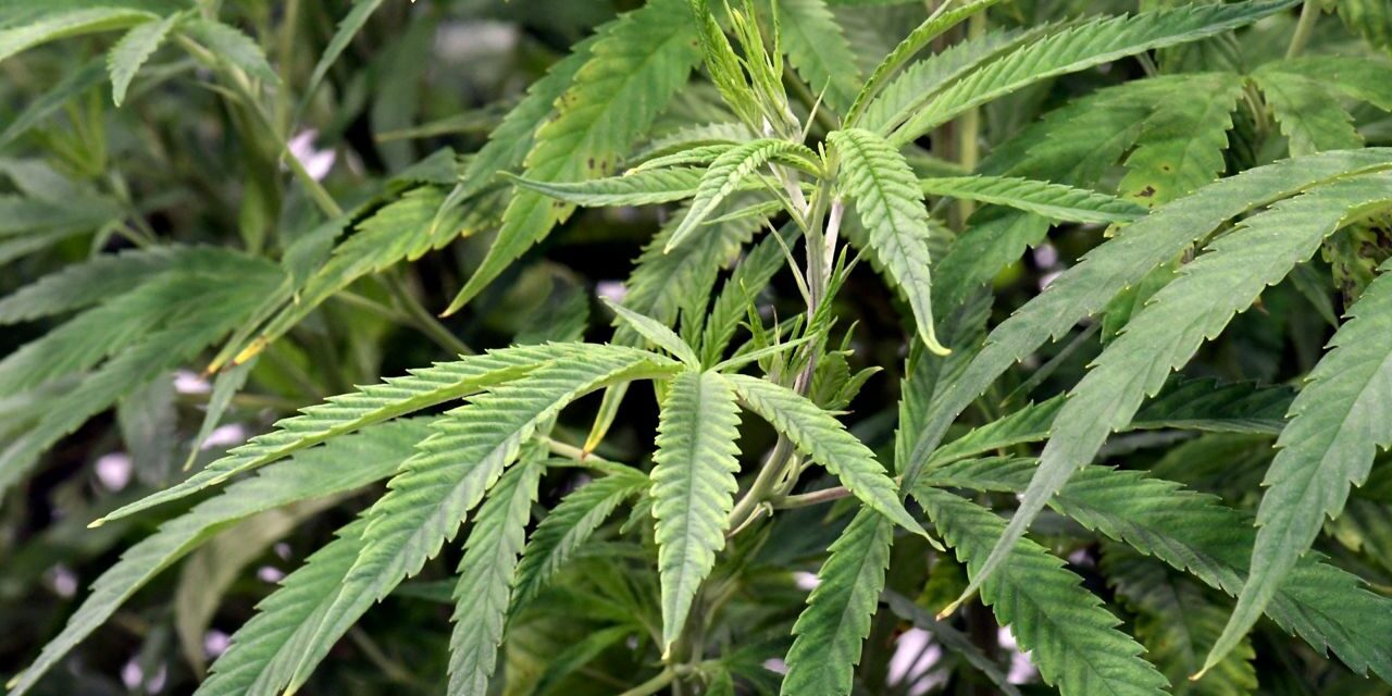 El acuerdo sobre el cannabis podría dar lugar a más dispensarios legales