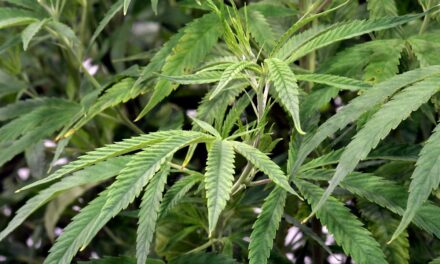 El acuerdo sobre el cannabis podría dar lugar a más dispensarios legales