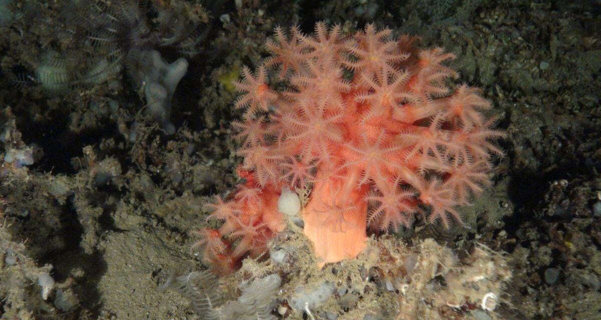 El gran arrecife de Cabliers, un fósil viviente único en el Mediterráneo, se ciega contra la pesca |  Clima y Medio Ambiente