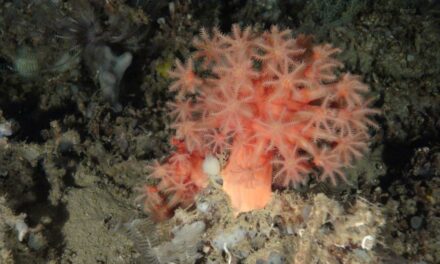 El gran arrecife de Cabliers, un fósil viviente único en el Mediterráneo, se ciega contra la pesca |  Clima y Medio Ambiente