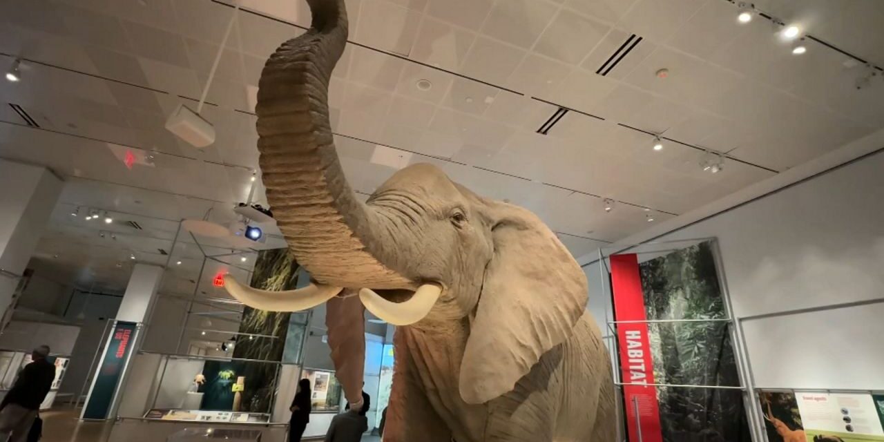 La nueva exposición del Upper West Side se centra en los elefantes
