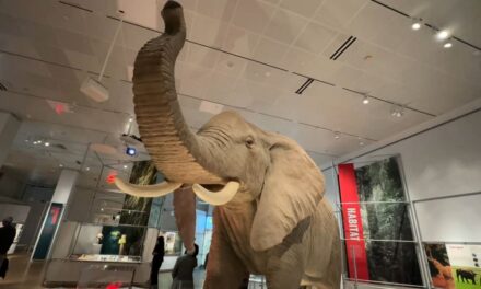 La nueva exposición del Upper West Side se centra en los elefantes