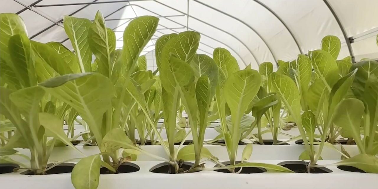 Las granjas urbanas alivian los desiertos alimentarios de las ciudades
