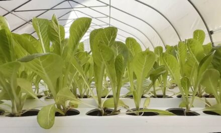 Las granjas urbanas alivian los desiertos alimentarios de las ciudades