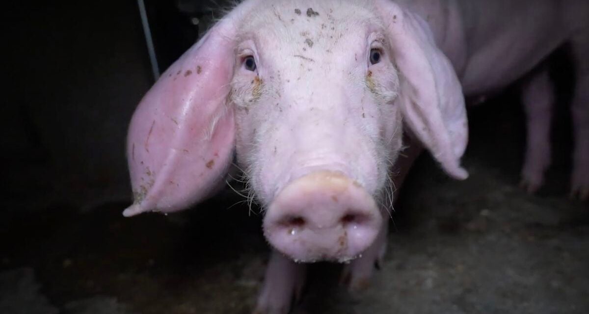 Quintanilla del Coco: Ratas, larvas y canibalismo entre cerdos en una granja con sello de bienestar animal que vende a supermercados |  España