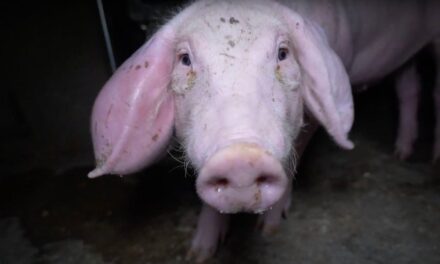 Quintanilla del Coco: Ratas, larvas y canibalismo entre cerdos en una granja con sello de bienestar animal que vende a supermercados |  España