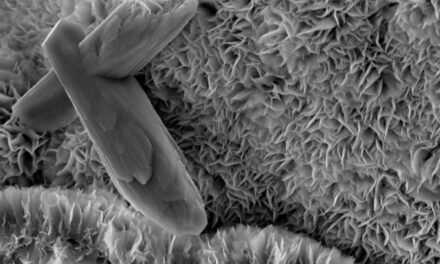 Un mineral producido por la tectónica de placas tiene un efecto de enfriamiento global, según un estudio |  Noticias del MIT