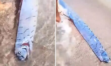 Un pez remo emerge en una playa de República Dominicana y genera curiosidad y temor