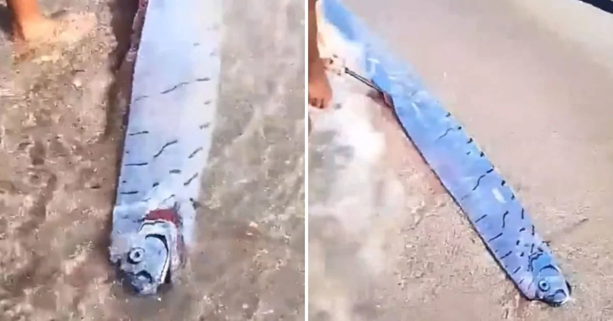 Un pez remo emerge en una playa de República Dominicana y genera curiosidad y temor