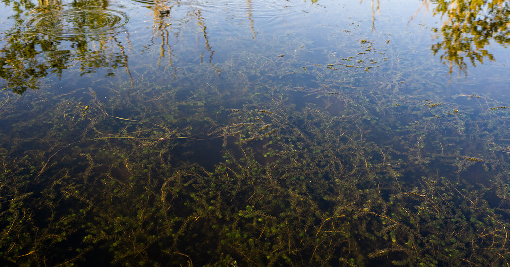 ¿Teñir el río Connecticut ayudará a mantenerlo vivo?