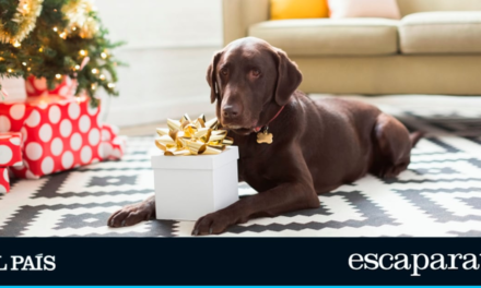 10 regalos originales para mascotas para sorprender esta Navidad |  Estilo de vida |  Escapar