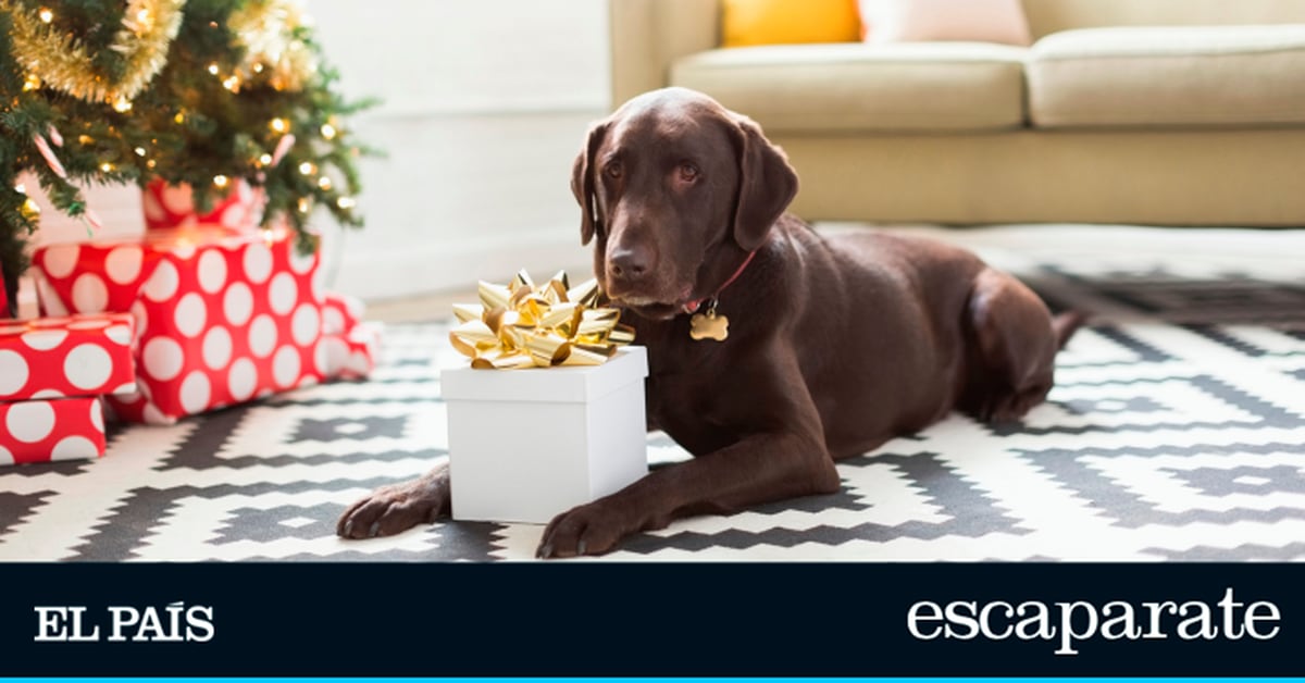 10 regalos originales para mascotas para sorprender esta Navidad |  Estilo de vida |  Escapar