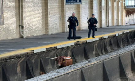 Bull en Newark Penn Tracks provoca retrasos en el transporte público de Nueva Jersey