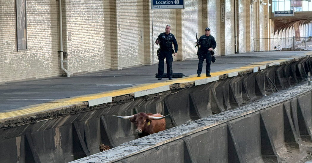Bull en Newark Penn Tracks provoca retrasos en el transporte público de Nueva Jersey