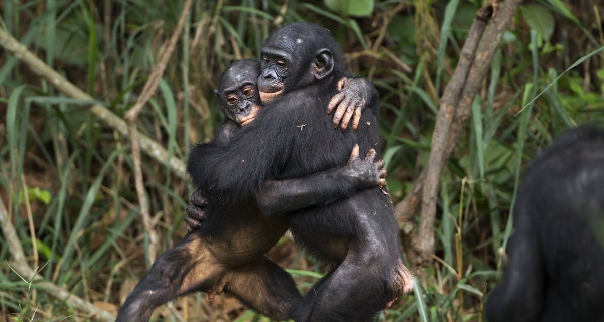Chimpancés y bonobos recuerdan a sus amigos décadas después de estar separados |  Ciencia