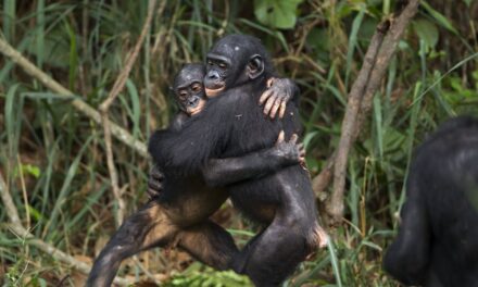 Chimpancés y bonobos recuerdan a sus amigos décadas después de estar separados |  Ciencia