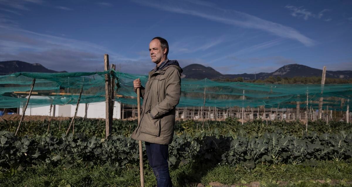 Cómo lograr más cosecha y dañar menos al medio ambiente: así funciona la agricultura regenerativa |  Clima y Medio Ambiente