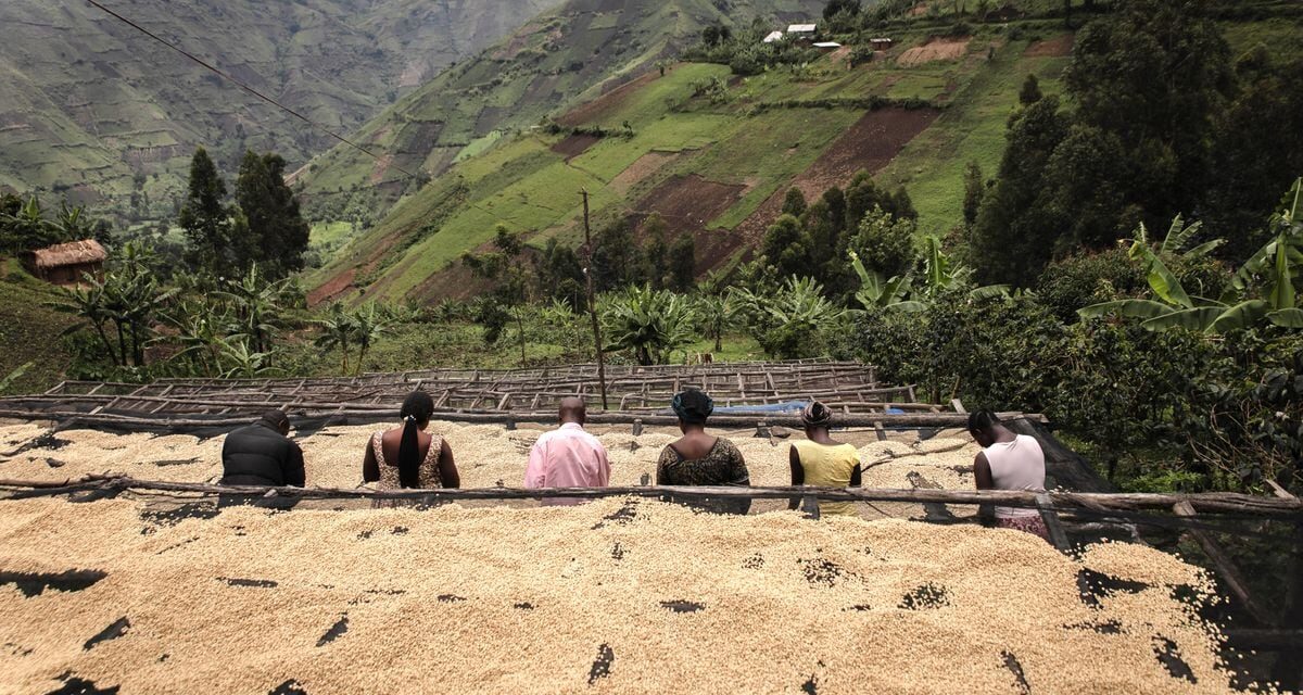 Cuidar el origen para conseguir la taza de café perfecta |  EL PAÍS Semanal