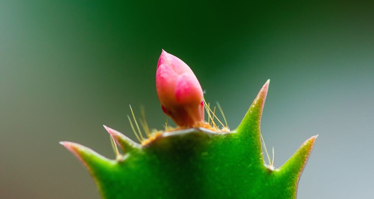 El cactus de Navidad: un espectáculo de color para estas fiestas más allá de la flor de Pascua |  estilo de vida