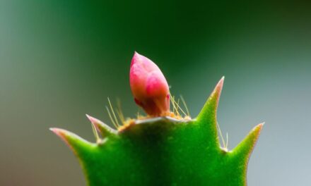 El cactus de Navidad: un espectáculo de color para estas fiestas más allá de la flor de Pascua |  estilo de vida