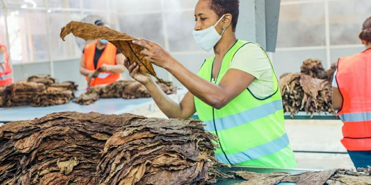 Embajada dominicana abre el mercado egipcio al tabaco nacional