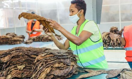 Embajada dominicana abre el mercado egipcio al tabaco nacional