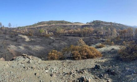Incendios forestales contienen toxinas cancerígenas perjudiciales para la salud