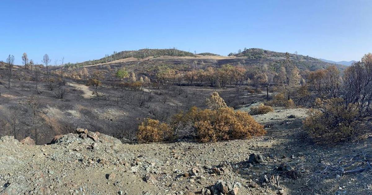 Incendios forestales contienen toxinas cancerígenas perjudiciales para la salud