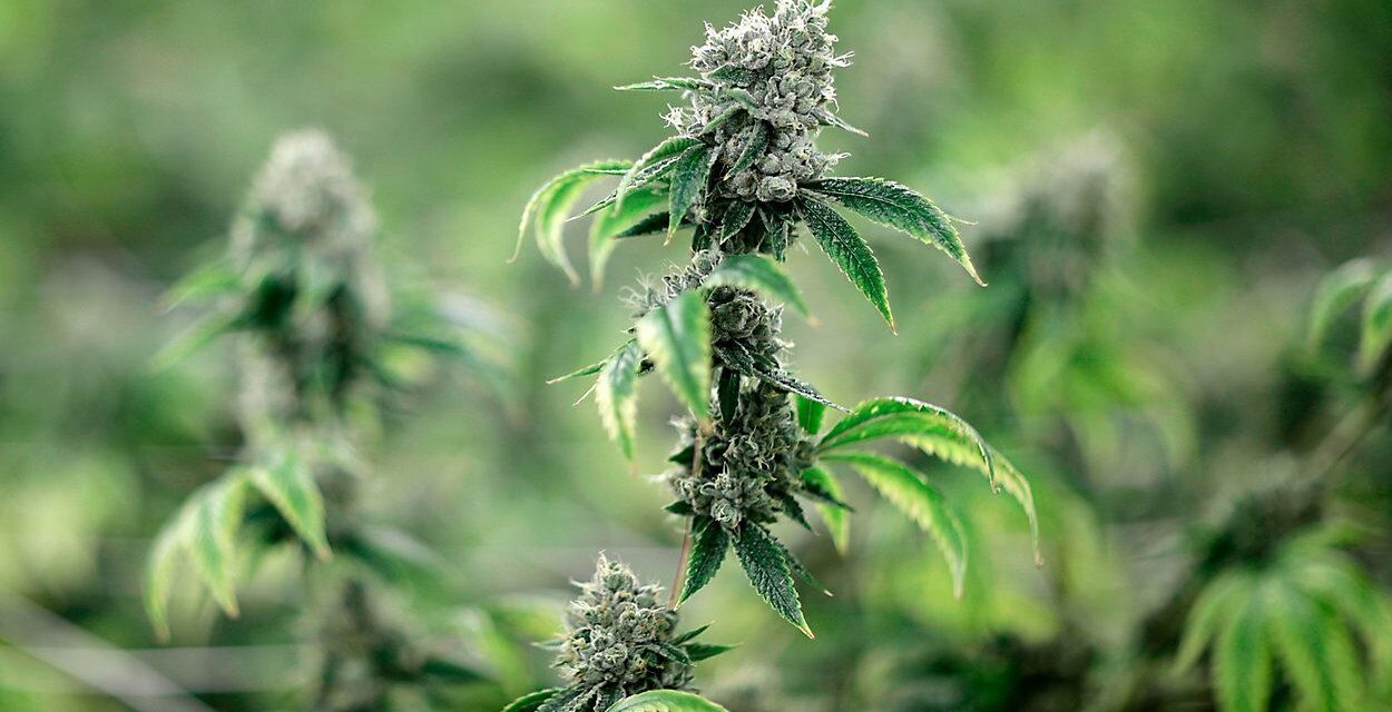Juez levanta orden judicial sobre licencias de cannabis de Nueva York
