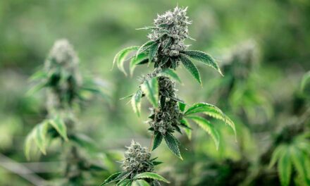 Juez levanta orden judicial sobre licencias de cannabis de Nueva York