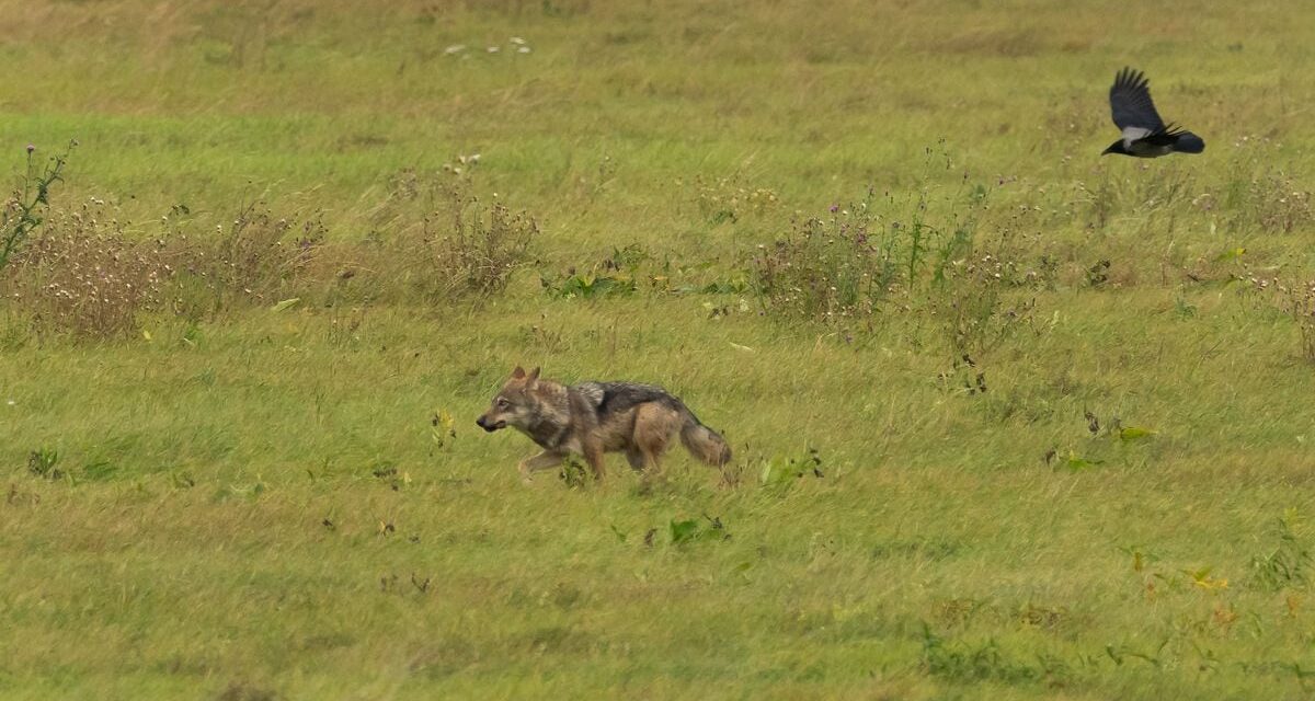 La Comisión Europea propone rebajar la protección del lobo |  Clima y Medio Ambiente