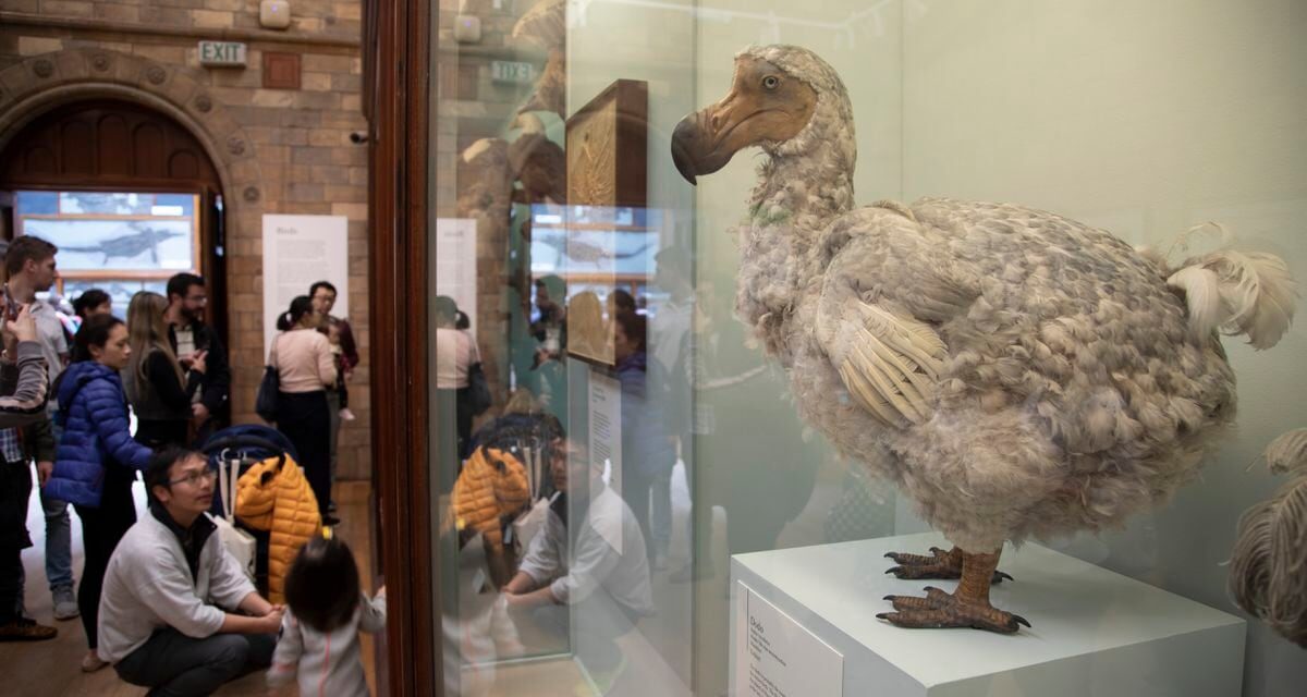 La humanidad ya ha extinguido más de 1.400 especies de aves, el doble de lo que se pensaba |  Ciencia