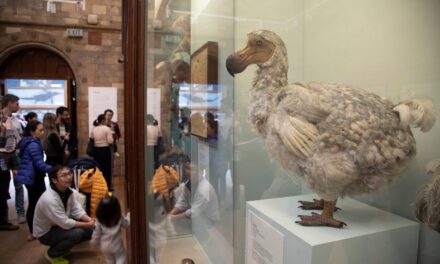 La humanidad ya ha extinguido más de 1.400 especies de aves, el doble de lo que se pensaba |  Ciencia
