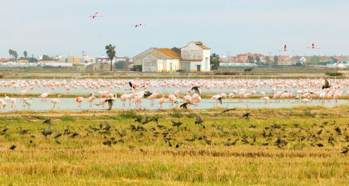 Los flamencos de l’Albufera, entre el espectáculo y el reto medioambiental y agrícola |  Comunidad Valenciana |  España