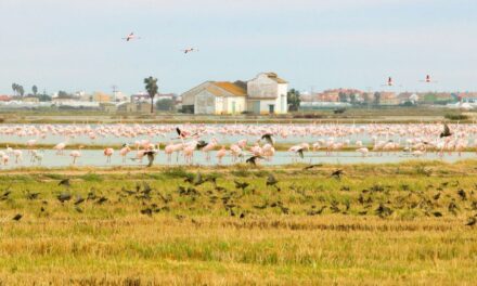 Los flamencos de l’Albufera, entre el espectáculo y el reto medioambiental y agrícola |  Comunidad Valenciana |  España