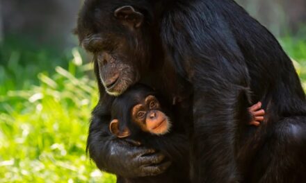 Los genes de los primates podrían revelar claves sobre la salud humana