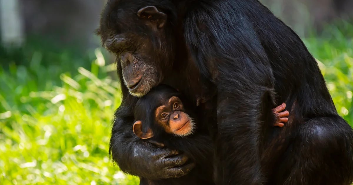 Los genes de los primates podrían revelar claves sobre la salud humana