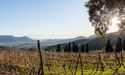 Los promotores europeos están cortejando a los amantes del vino con sus propios viñedos sin complicaciones