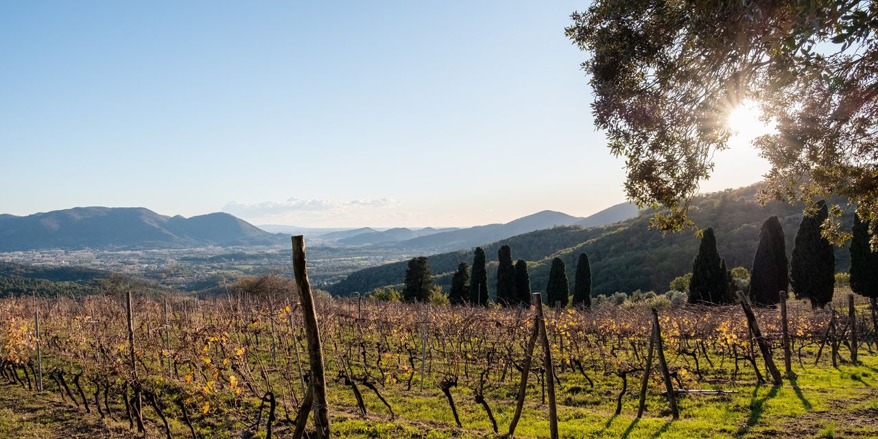 Los promotores europeos están cortejando a los amantes del vino con sus propios viñedos sin complicaciones
