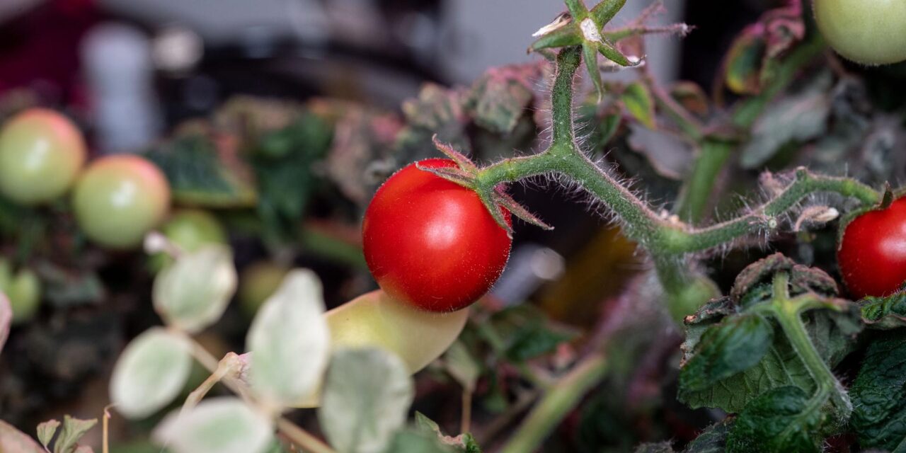 NASA: Una jugosa historia de tomates en la Estación Espacial Internacional