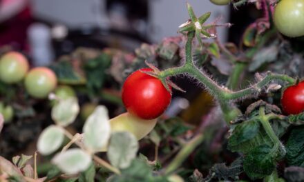 NASA: Una jugosa historia de tomates en la Estación Espacial Internacional