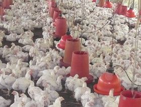 República Dominicana cierra el 2023 con más de 432,000 TM de pollos y más de 3,000 MM de huevos