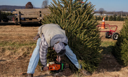 Se necesitaron 10 años para hacer crecer este árbol de Navidad.  ¿El precio?  $105