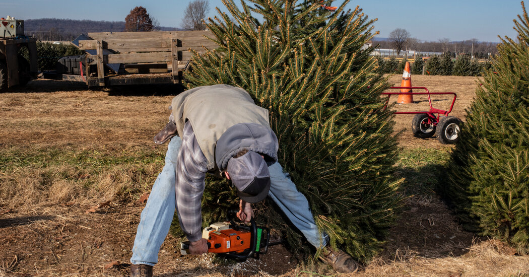 Se necesitaron 10 años para hacer crecer este árbol de Navidad.  ¿El precio?  $105