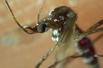 Suma Puebla un nuevo contagio por dengue: Salud